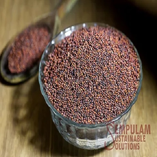 Finger Millet / Ragi / Kelvaragu